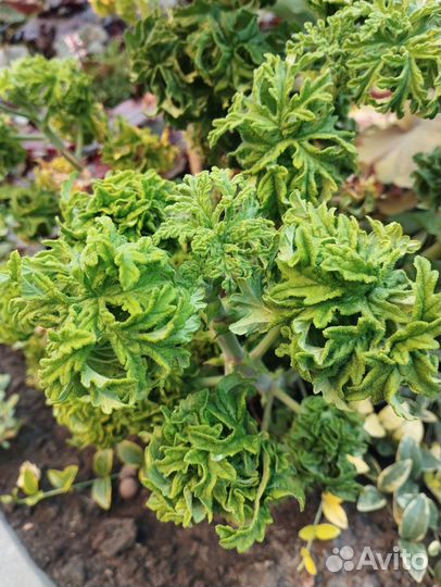 Пеларгония