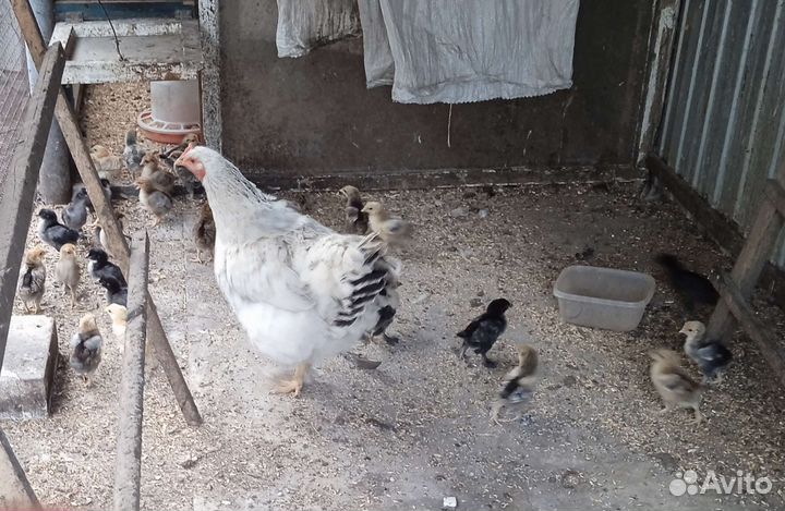 Курица наседка с цыплятами