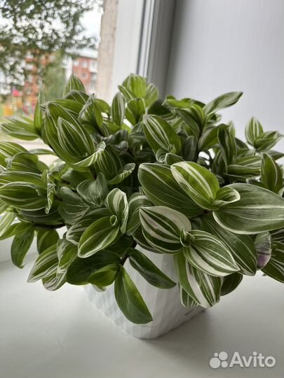 Традесканция срезы