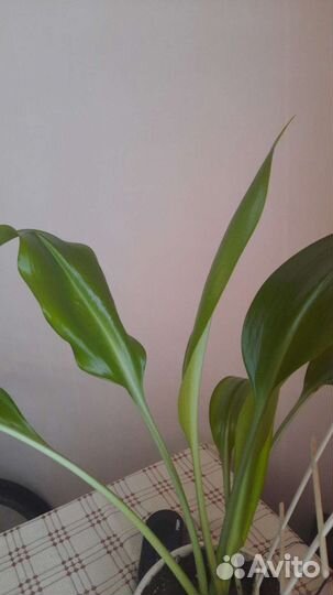 Эухарис амазонская лилия