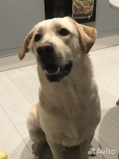 Кобель лабрадора вязка