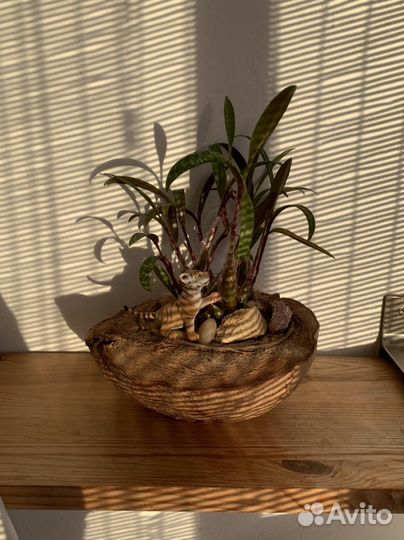 Флорариум. Композиция из суккулентов в кокосе