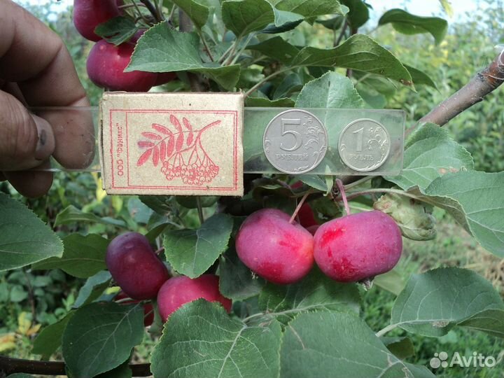 Райского яблочка желтого и красного саженцы
