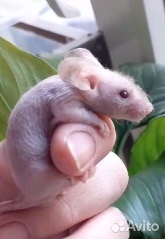 Мышки тексели,кудрявые мыши