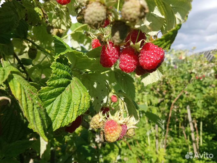 Малина крупная ягода