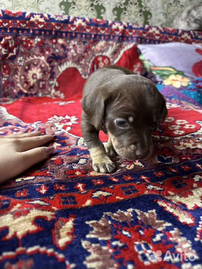 Щенки цвергпинчера