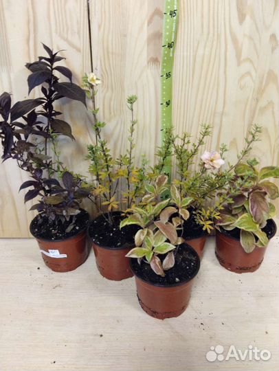 Вейгела, лапчатка