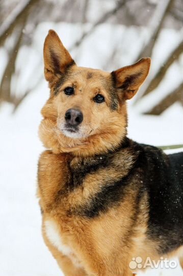 Рыжая красавца-собака Айка ищет семью