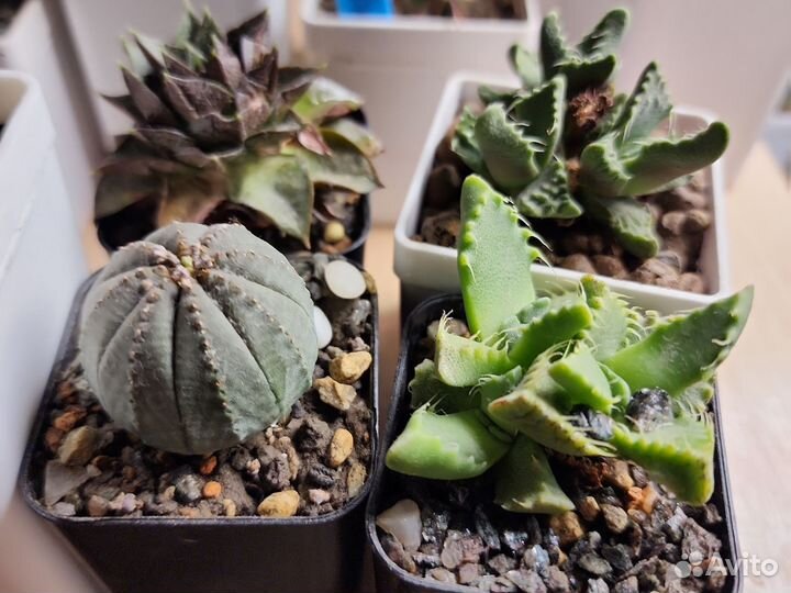 Кактус маммилярия