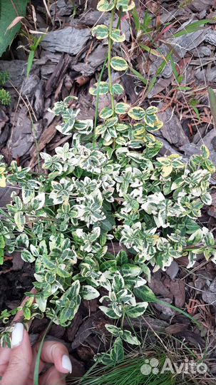 Лаванда, бересклет