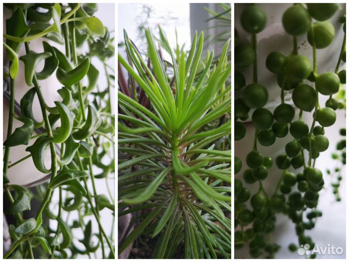 Крестовники Роули, Дельфины, Арчера