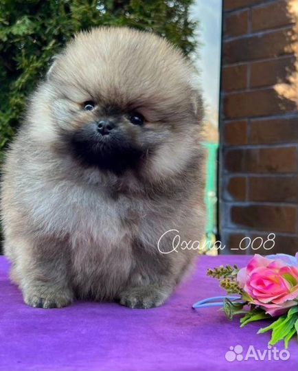 Шпиц померанский