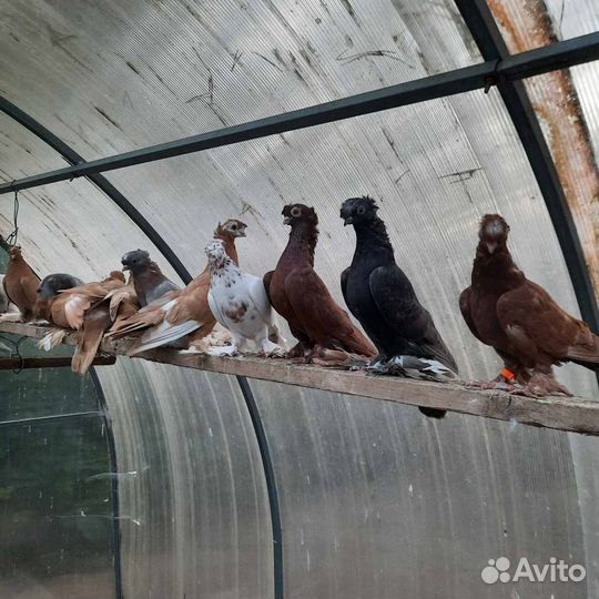 Таджикские и узбекские голуби