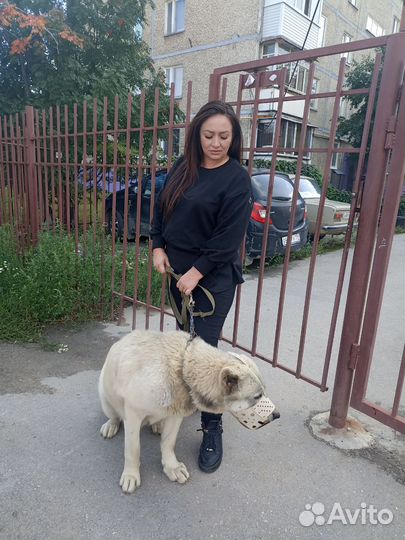 Щенки алабая