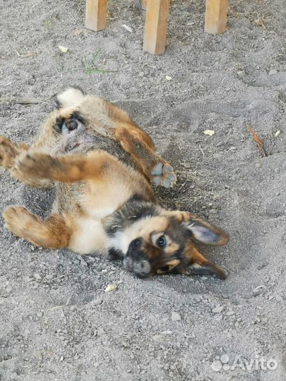 Отдам в добрые руки щенков