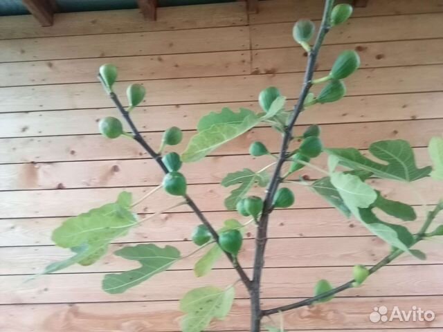 Инжир с плодами,сорта: Брунсвик,ядолматский,Кадота купить в Подольске ...