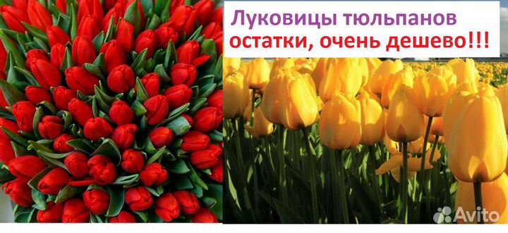 Луковицы тюльпанов и крокусов