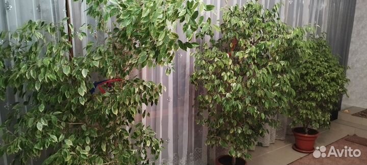 Комнатные цветы шефлера