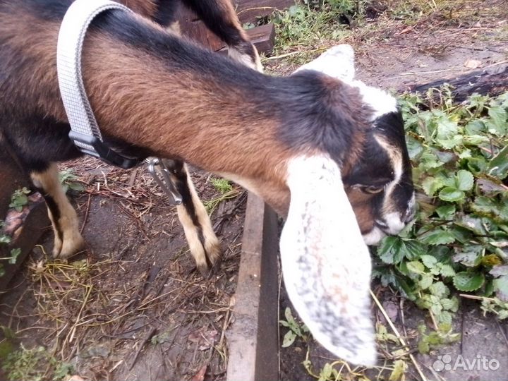 Козочки англо-нубийские