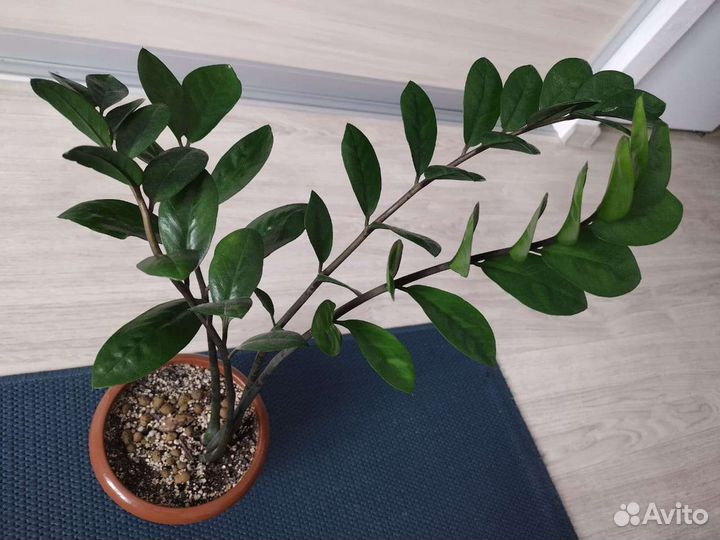 Замиокулькас