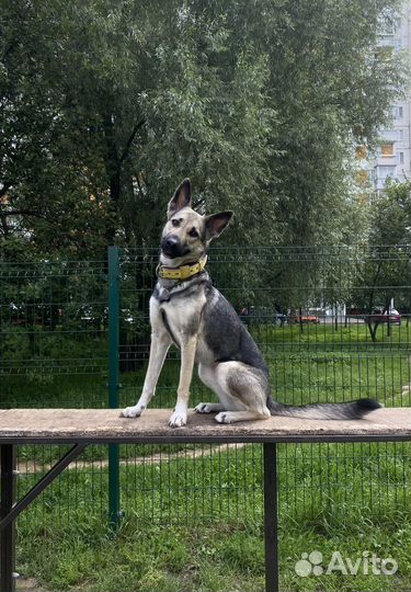 Передержка для собак