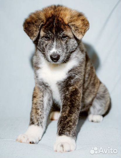 Японская акита ину щенки