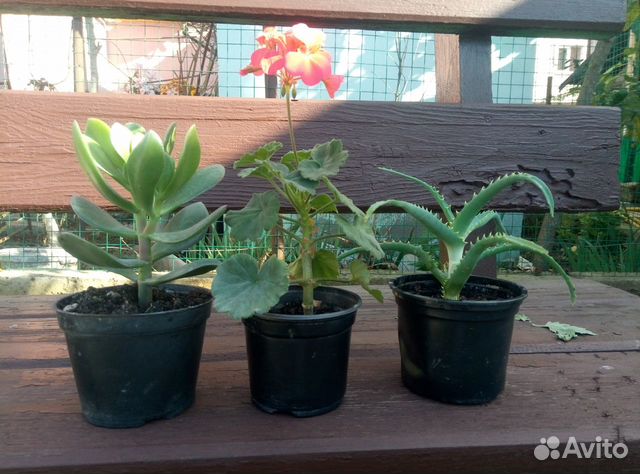 Комнатные растения