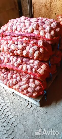 Продам картофель оптом