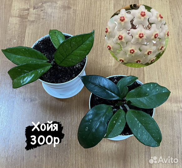 Комнатные растения разные