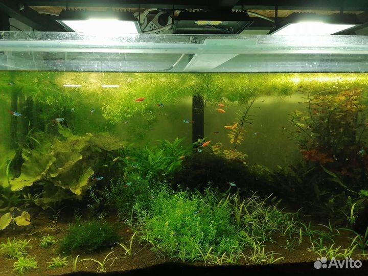 Аквариумные растения