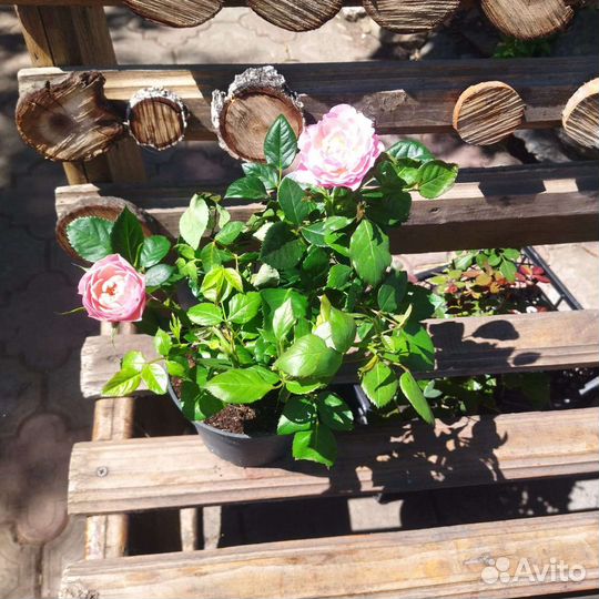 Роза в горшке