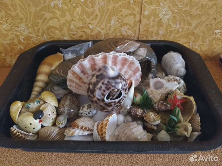 Ракушки для аквариума