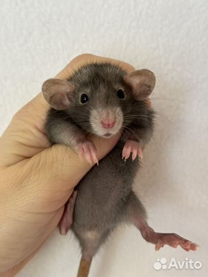 Крысята дамбо Девочки малыши