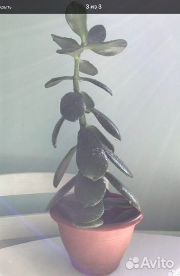 Комнатные цветы Крассула (Денежное дерево)