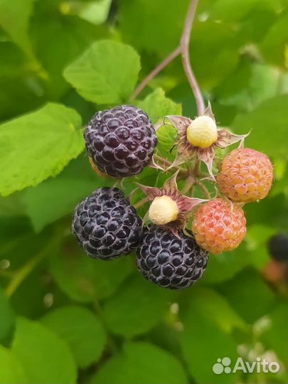 Саженцы ежемалины Кумберленд