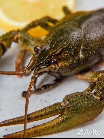 Раки вареные и живые варим бесплатно