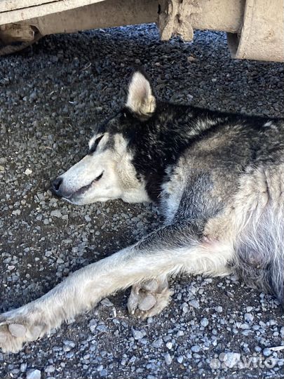 Собака в добрые руки