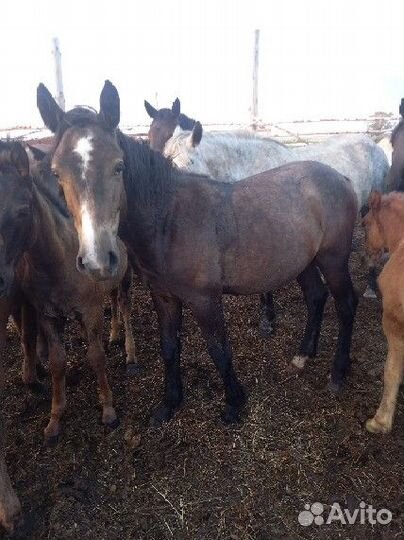 Жеребята,Жеребец тяжеловоз