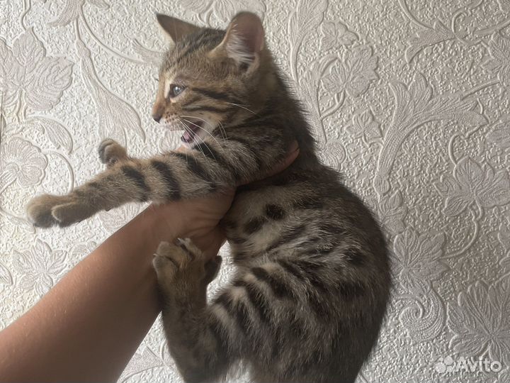 Бенгальский котенок