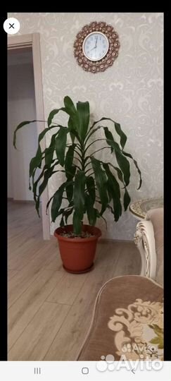 Толстянка,декабристы