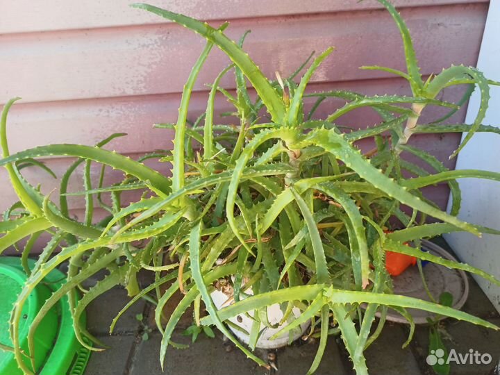 Комнатные цветы