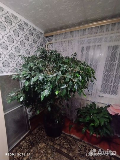 Фикус бенджамина большой