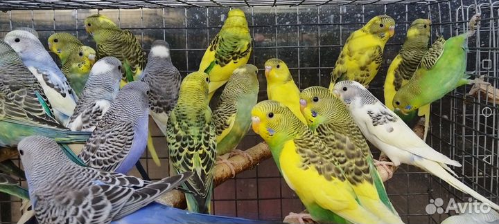 Волнистые птенцы 3мес с клеткой