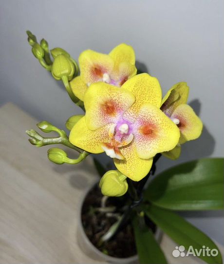 Орхидея грин бетмен Бабочка