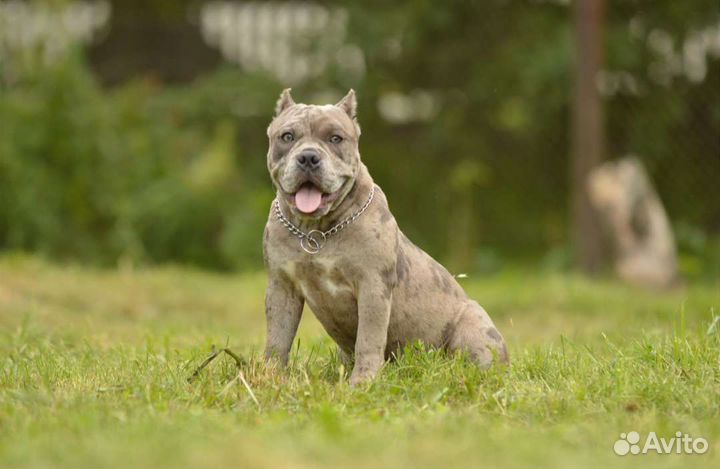 Американский булли покет