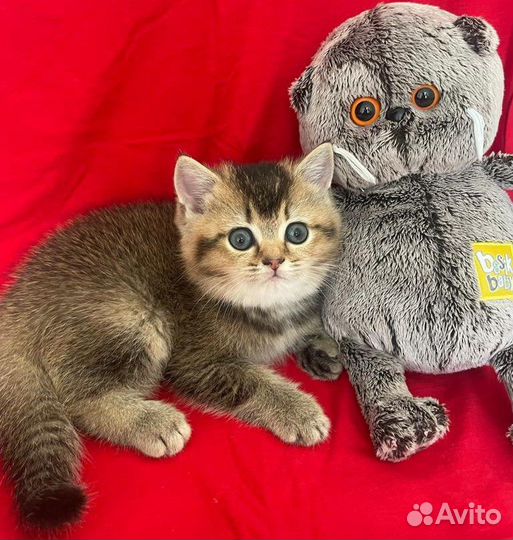 Шотландские котята