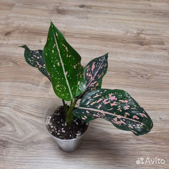 Аглаонема Kamkoon Black Pink