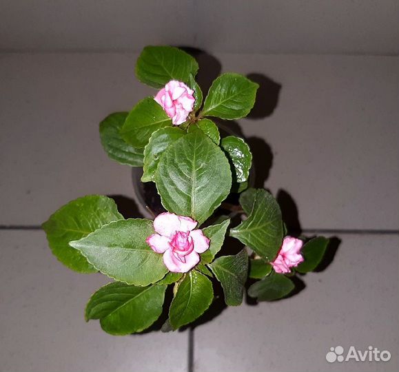 Бальзамин махровый Домашний