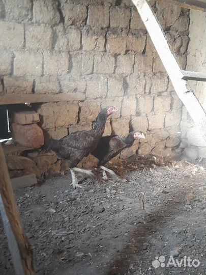 Бойцовые куры