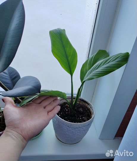 Спатифиллум